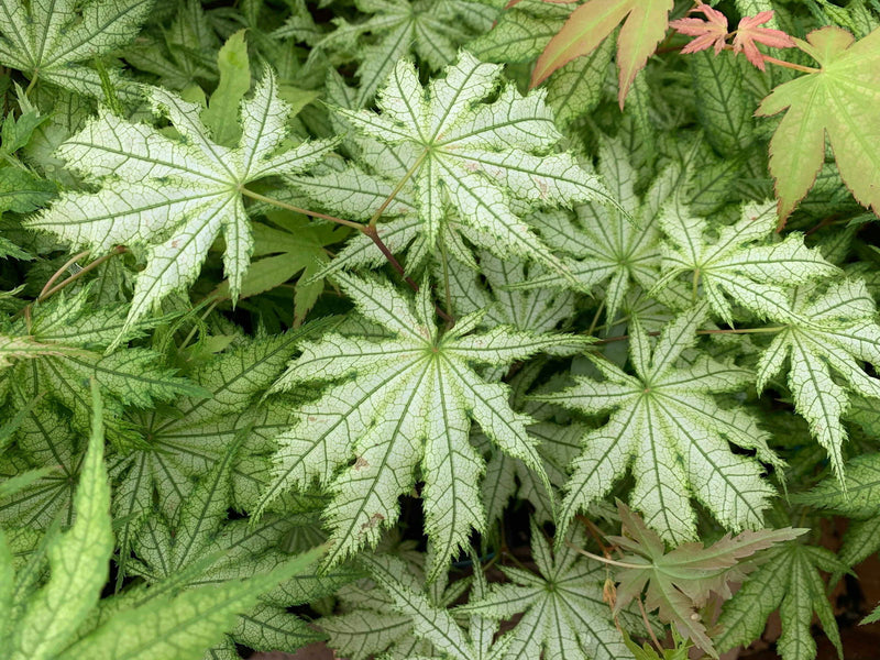 - Acer palmatum 'Ghost Dancer' Japanese Maple - Mr Maple │ Buy Japanese Maple Trees