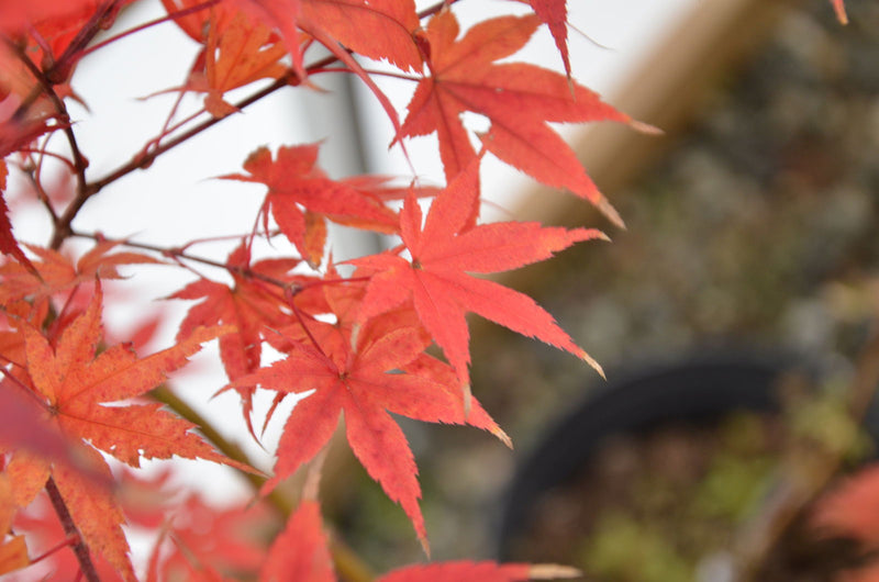 - Acer palmatum 'Ghost Dancer' Japanese Maple - Mr Maple │ Buy Japanese Maple Trees