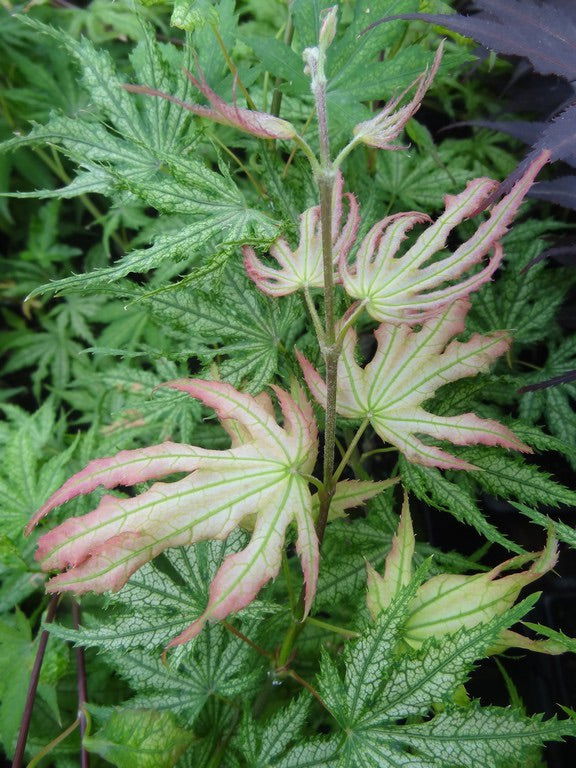 - Acer palmatum 'Ghost Dancer' Japanese Maple - Mr Maple │ Buy Japanese Maple Trees