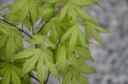 - Acer palmatum 'Ghost Dancer' Japanese Maple - Mr Maple │ Buy Japanese Maple Trees