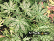 - Acer palmatum 'Ghost Dancer' Japanese Maple - Mr Maple │ Buy Japanese Maple Trees
