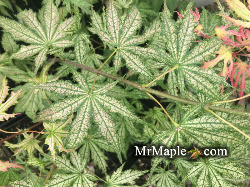- Acer palmatum 'Ghost Dancer' Japanese Maple - Mr Maple │ Buy Japanese Maple Trees