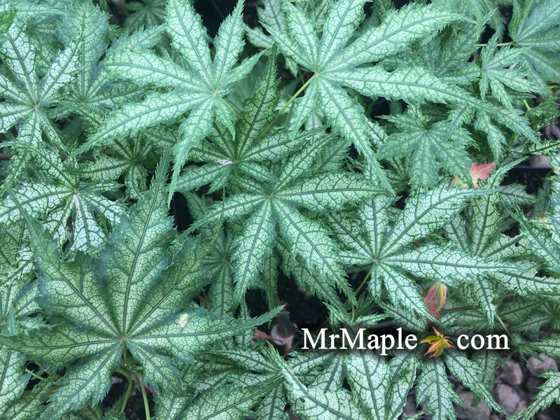 - Acer palmatum 'Ghost Dancer' Japanese Maple - Mr Maple │ Buy Japanese Maple Trees