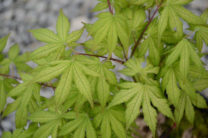 - Acer palmatum 'Ghost Dancer' Japanese Maple - Mr Maple │ Buy Japanese Maple Trees