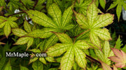 - Acer palmatum 'Ghost Dancer' Japanese Maple - Mr Maple │ Buy Japanese Maple Trees