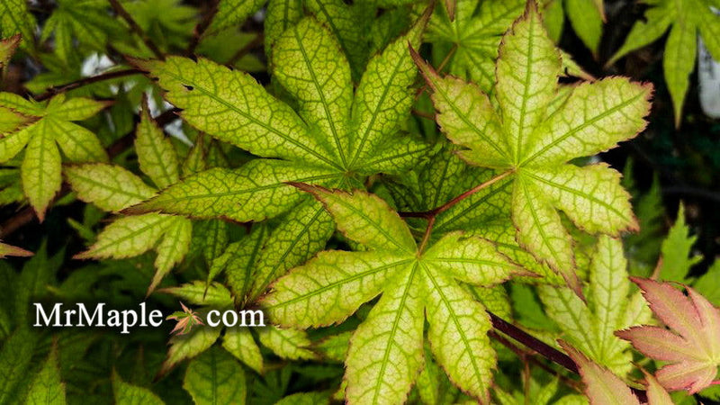 - Acer palmatum 'Ghost Dancer' Japanese Maple - Mr Maple │ Buy Japanese Maple Trees