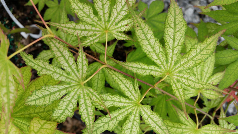 - Acer palmatum 'Ghost Dancer' Japanese Maple - Mr Maple │ Buy Japanese Maple Trees