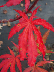 - Acer palmatum 'Ghost Dancer' Japanese Maple - Mr Maple │ Buy Japanese Maple Trees