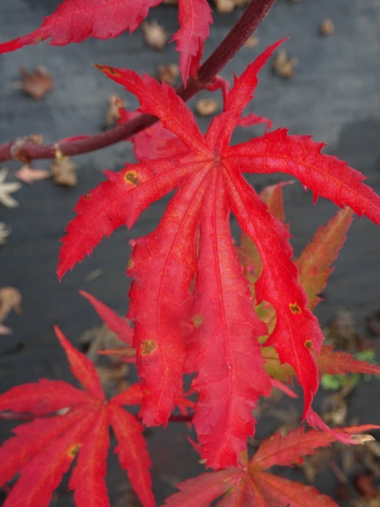 - Acer palmatum 'Ghost Dancer' Japanese Maple - Mr Maple │ Buy Japanese Maple Trees