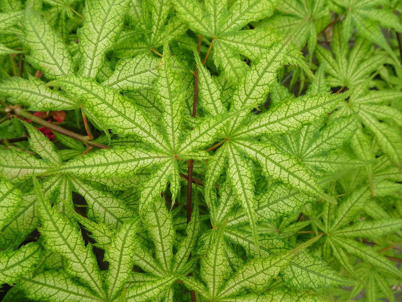 - Acer palmatum 'Ghost Dancer' Japanese Maple - Mr Maple │ Buy Japanese Maple Trees