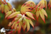 - Acer palmatum 'Ghost Dancer' Japanese Maple - Mr Maple │ Buy Japanese Maple Trees