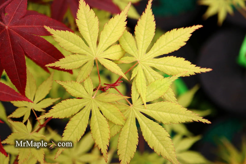 - Acer palmatum 'Ghost Dancer' Japanese Maple - Mr Maple │ Buy Japanese Maple Trees