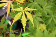- Acer palmatum 'Ghost Dancer' Japanese Maple - Mr Maple │ Buy Japanese Maple Trees