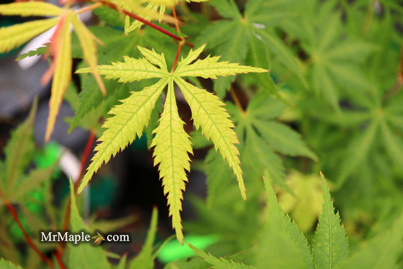 - Acer palmatum 'Ghost Dancer' Japanese Maple - Mr Maple │ Buy Japanese Maple Trees