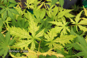 - Acer palmatum 'Ghost Dancer' Japanese Maple - Mr Maple │ Buy Japanese Maple Trees