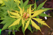 - Acer palmatum 'Ghost Dancer' Japanese Maple - Mr Maple │ Buy Japanese Maple Trees