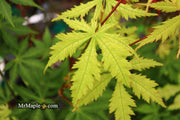- Acer palmatum 'Ghost Dancer' Japanese Maple - Mr Maple │ Buy Japanese Maple Trees