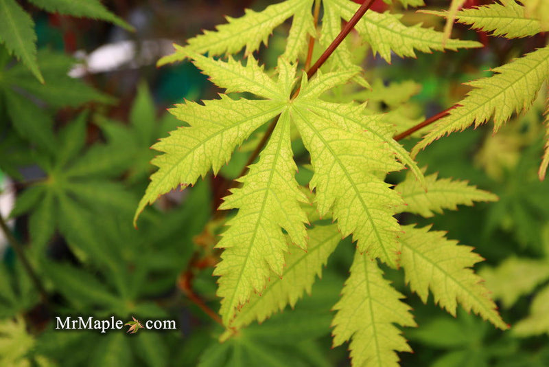 - Acer palmatum 'Ghost Dancer' Japanese Maple - Mr Maple │ Buy Japanese Maple Trees
