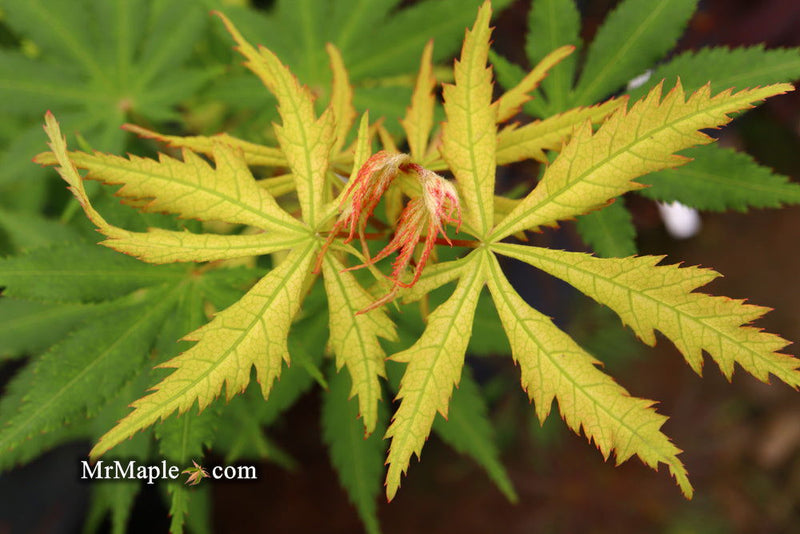 - Acer palmatum 'Ghost Dancer' Japanese Maple - Mr Maple │ Buy Japanese Maple Trees