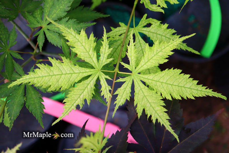 - Acer palmatum 'Ghost Dancer' Japanese Maple - Mr Maple │ Buy Japanese Maple Trees