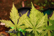 - Acer palmatum 'Ghost Dancer' Japanese Maple - Mr Maple │ Buy Japanese Maple Trees