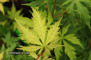 - Acer palmatum 'Ghost Dancer' Japanese Maple - Mr Maple │ Buy Japanese Maple Trees