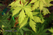- Acer palmatum 'Ghost Dancer' Japanese Maple - Mr Maple │ Buy Japanese Maple Trees