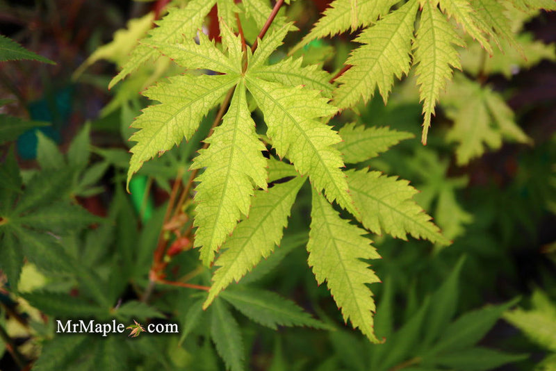 - Acer palmatum 'Ghost Dancer' Japanese Maple - Mr Maple │ Buy Japanese Maple Trees