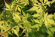 - Acer palmatum 'Ghost Dancer' Japanese Maple - Mr Maple │ Buy Japanese Maple Trees