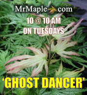 - Acer palmatum 'Ghost Dancer' Japanese Maple - Mr Maple │ Buy Japanese Maple Trees