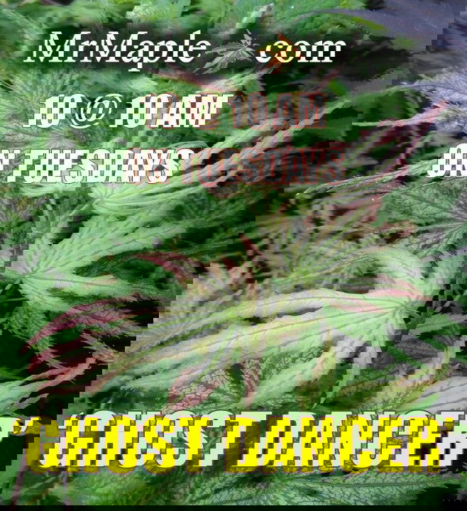 - Acer palmatum 'Ghost Dancer' Japanese Maple - Mr Maple │ Buy Japanese Maple Trees