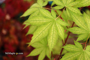 - Acer palmatum 'Ghost Dancer' Japanese Maple - Mr Maple │ Buy Japanese Maple Trees