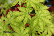- Acer palmatum 'Ghost Dancer' Japanese Maple - Mr Maple │ Buy Japanese Maple Trees