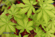 - Acer palmatum 'Ghost Dancer' Japanese Maple - Mr Maple │ Buy Japanese Maple Trees