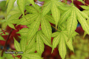 - Acer palmatum 'Ghost Dancer' Japanese Maple - Mr Maple │ Buy Japanese Maple Trees