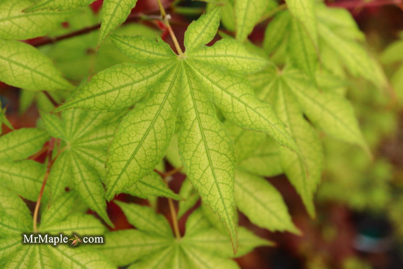 - Acer palmatum 'Ghost Dancer' Japanese Maple - Mr Maple │ Buy Japanese Maple Trees