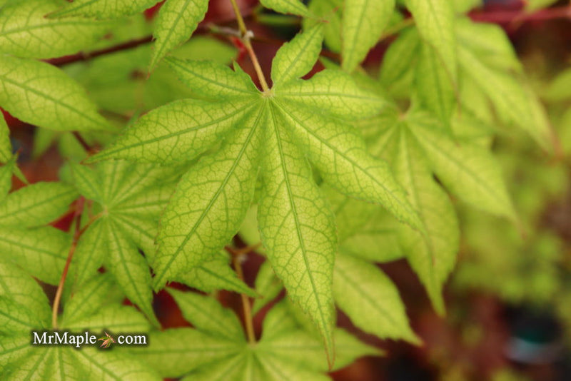 - Acer palmatum 'Ghost Dancer' Japanese Maple - Mr Maple │ Buy Japanese Maple Trees