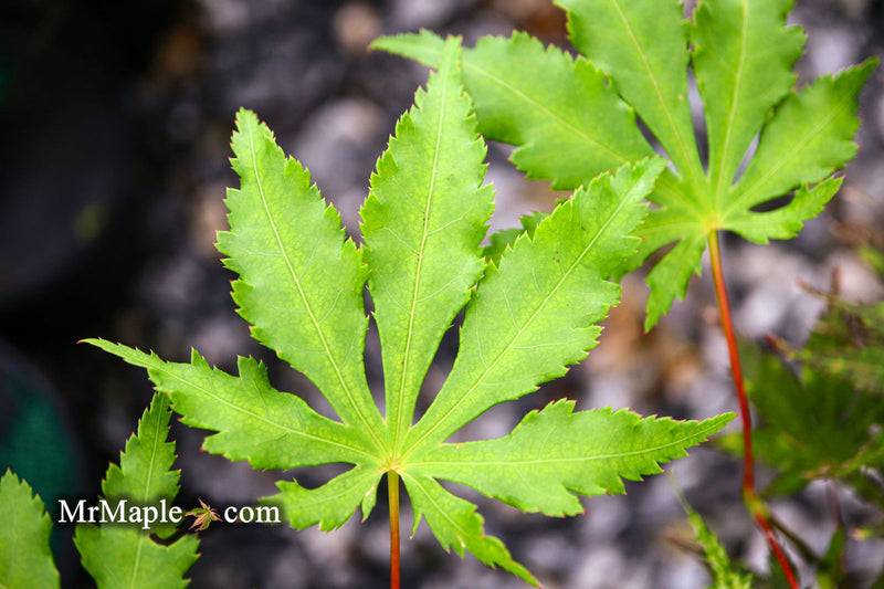 - Acer palmatum 'Ghost Dancer' Japanese Maple - Mr Maple │ Buy Japanese Maple Trees
