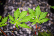 - Acer palmatum 'Ghost Dancer' Japanese Maple - Mr Maple │ Buy Japanese Maple Trees