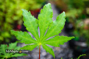 - Acer palmatum 'Ghost Dancer' Japanese Maple - Mr Maple │ Buy Japanese Maple Trees