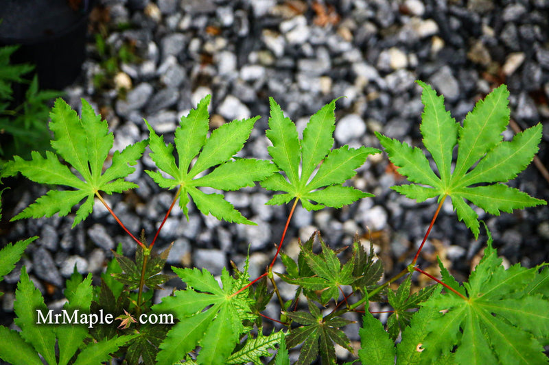 - Acer palmatum 'Ghost Dancer' Japanese Maple - Mr Maple │ Buy Japanese Maple Trees