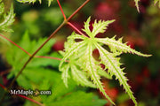 - Acer palmatum 'Ghost Dancer' Japanese Maple - Mr Maple │ Buy Japanese Maple Trees