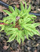 - Acer palmatum 'Ghost Dragon' Japanese Maple - Mr Maple │ Buy Japanese Maple Trees