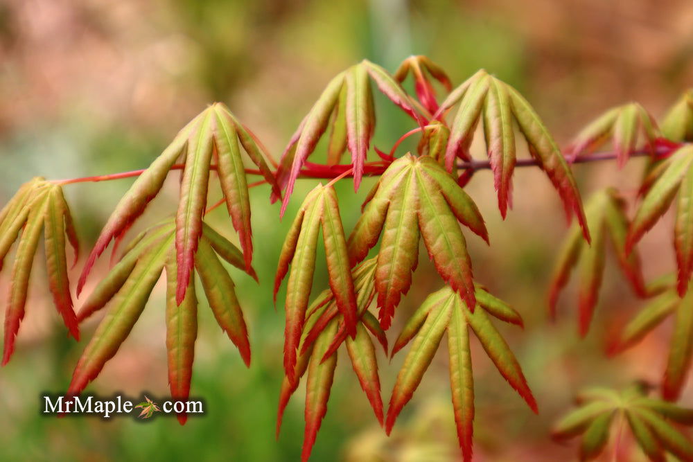 - Acer palmatum 'Ghost Dragon' Japanese Maple - Mr Maple │ Buy Japanese Maple Trees