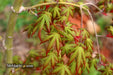 - Acer palmatum 'Ghost Dragon' Japanese Maple - Mr Maple │ Buy Japanese Maple Trees