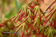 - Acer palmatum 'Ghost Dragon' Japanese Maple - Mr Maple │ Buy Japanese Maple Trees