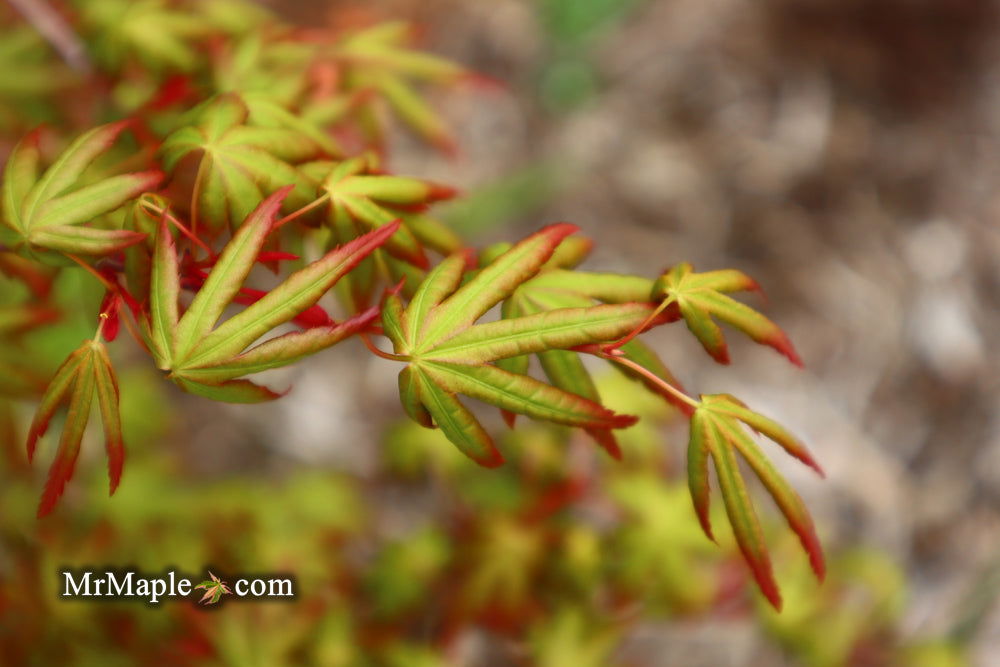 - Acer palmatum 'Ghost Dragon' Japanese Maple - Mr Maple │ Buy Japanese Maple Trees