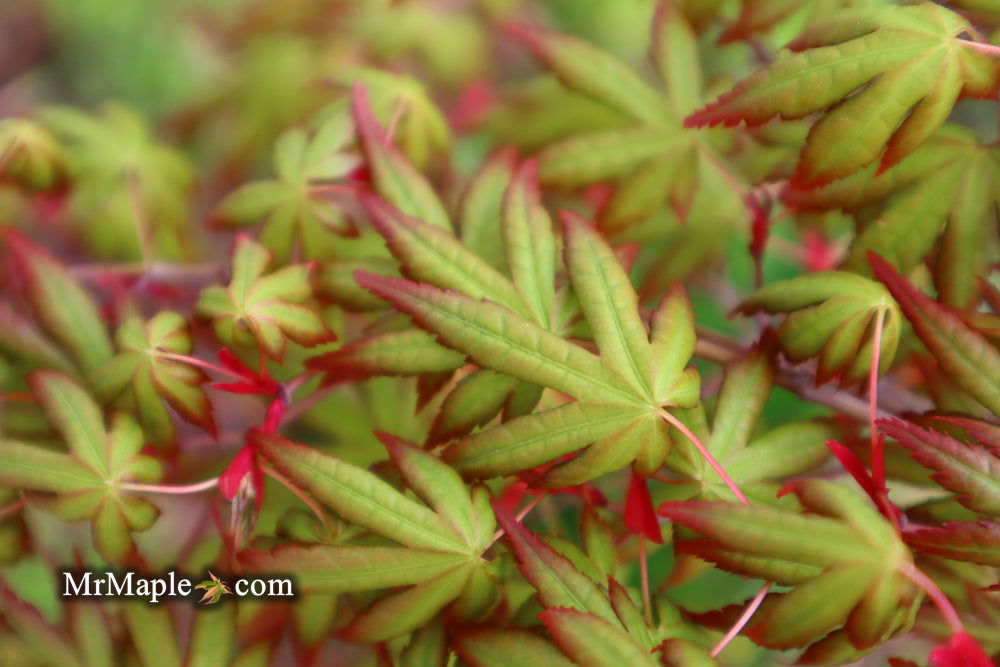 - Acer palmatum 'Ghost Dragon' Japanese Maple - Mr Maple │ Buy Japanese Maple Trees