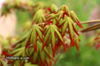 - Acer palmatum 'Ghost Dragon' Japanese Maple - Mr Maple │ Buy Japanese Maple Trees