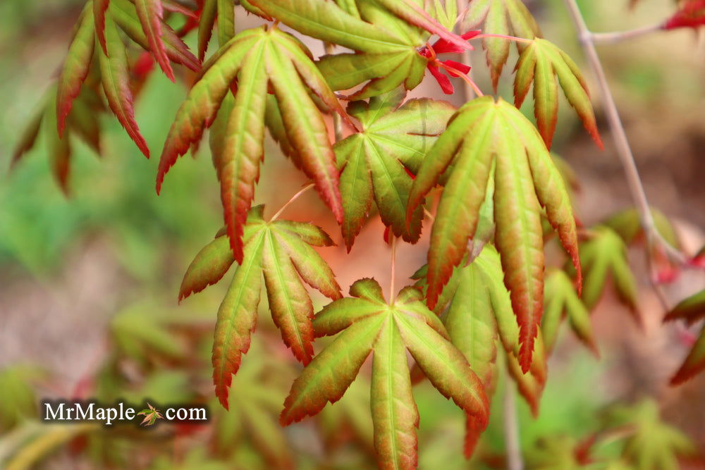 - Acer palmatum 'Ghost Dragon' Japanese Maple - Mr Maple │ Buy Japanese Maple Trees